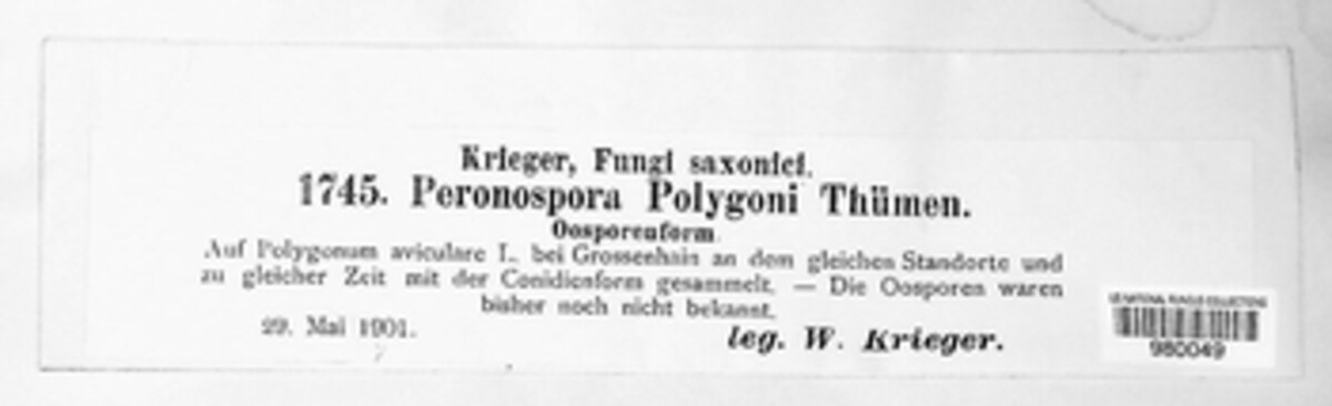 Peronospora polygoni image
